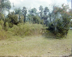 Patch of Wilderness on Lakeside Residential Property in Tampa, Florida, A