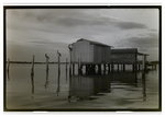 Pelicans Sit Beside Stilted Buildings on Water in Tampa, Florida, B by George Skip Gandy IV