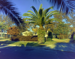 Neighborhood Street in Tampa, Florida, A by George Skip Gandy IV