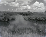 Wetland Area in Florida, B by George Skip Gandy IV