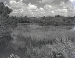 Wetland Area in Florida, C by George Skip Gandy IV