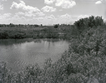 Wetland Area in Florida, D by George Skip Gandy IV