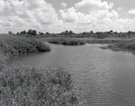 Wetland Area in Florida, E by George Skip Gandy IV