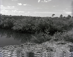 Wetland Area in Florida, G by George Skip Gandy IV