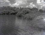 Wetland Area in Florida, H by George Skip Gandy IV