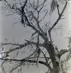 Broken Branches in Tree with Spanish Moss, A by George Skip Gandy IV