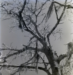 Broken Branches in Tree with Spanish Moss, B by George Skip Gandy IV