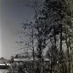 Trees with Spanish Moss, B by George Skip Gandy IV