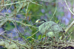 Yellow-Crowned Night Heron Nesting in Tampa, Florida