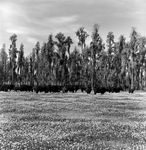 Cattle Grazing in a Field near a Cypress Forest, Tampa, Florida