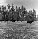 Cattle Grazing near Cypress Forest, Tampa, Florida