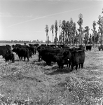 Cattle Herd Grazing near Cypress Trees, Tampa, Florida, A