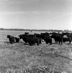 Cattle Grazing in a Field near Tampa, Florida