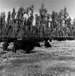 Cattle Herd Grazing near Cypress Trees, Tampa, Florida, B