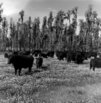 Cattle Herd Grazing near Cypress Trees, Tampa, Florida, C