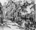 Riverside Trail with Spanish Moss near Tampa, Florida, A