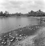 Pond with Vegetation and Dock near Tampa, Florida, B