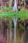 Cypress Tree Reflection in Water, Tampa, Florida