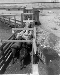 Loading Cattle into Trailer at Dairy Organic Compost Company, Tampa, Florida by George Skip Gandy IV