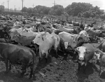 Cattle in Holding Pen at Dairy Organic Compost Company, Tampa, Florida by George Skip Gandy IV