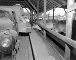 Feeding Cattle at Dairy Organic Compost Company, Tampa, Florida by George Skip Gandy IV