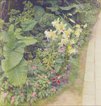 Garden Scene with Tropical Plants