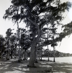 Trees on Land by Tsala Apopka Lake, Floral City, FL by George Skip Gandy IV