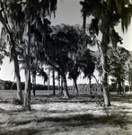 View of Field at Ferris Groves in Floral City, A by George Skip Gandy IV