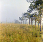 Wire Fence in the Fog, B by George Skip Gandy IV