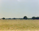 Animals on Bill Goodman's Land Site, A by George Skip Gandy IV