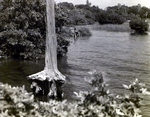Cypress Tree in Hillsborough River by George Skip Gandy IV