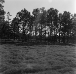 Tree Forest with Open Grasslands, A by George Skip Gandy IV
