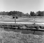 Rural Farmstead with Drainage Ditch And Livestock, E by George Skip Gandy IV