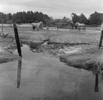 Rural Farmstead with Drainage Ditch And Livestock, G by George Skip Gandy IV