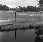 Rural Farmstead with Drainage Ditch And Livestock, H by George Skip Gandy IV