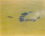 Group of Manatees in Water, A by George Skip Gandy IV