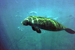 Manatee Swimming underwater by George Skip Gandy IV