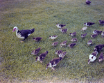 Ducks and Ducklings at M&M Management Property, A by George Skip Gandy IV