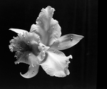 Waterdrops on Orchid, B by George Skip Gandy IV