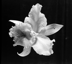 Waterdrops on Orchid, C by George Skip Gandy IV