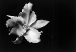 Waterdrops on Orchid, G by George Skip Gandy IV