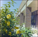 Golden Trumpet Vine Bush in Front of Bay Plaza Storefronts and Walkways, Tampa, Florida