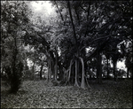 Foliage in Backyard of Vacant Biglow-Helms Mansion in Tampa, Florida by Skip Gandy