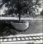 Tree Surrounded with Sandbags by Trans-Veldt Railway Tracks at Busch Gardens in Tampa, Florida by Skip Gandy