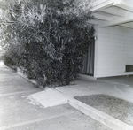 CNA Insurance Photos of Holiday Inn Exterior Detail, St. Petersburg, Florida, A by George Skip Gandy IV