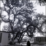 Oak Trees in Chalet Village Mobile Home Park, Tampa, Florida, B by George Skip Gandy IV