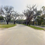 Trees Lining Road at Brookgreen Apartments, Clearwater, Florida, B by George Skip Gandy IV