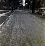 Tree-Lined Street with Parked Truck, Winter Park, Florida by George Skip Gandy IV