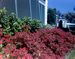 Landscaping Outside of Home by George Skip Gandy IV