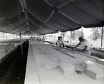 Construction Setup Beneath Large Tent, Tampa, Florida by George Skip Gandy IV